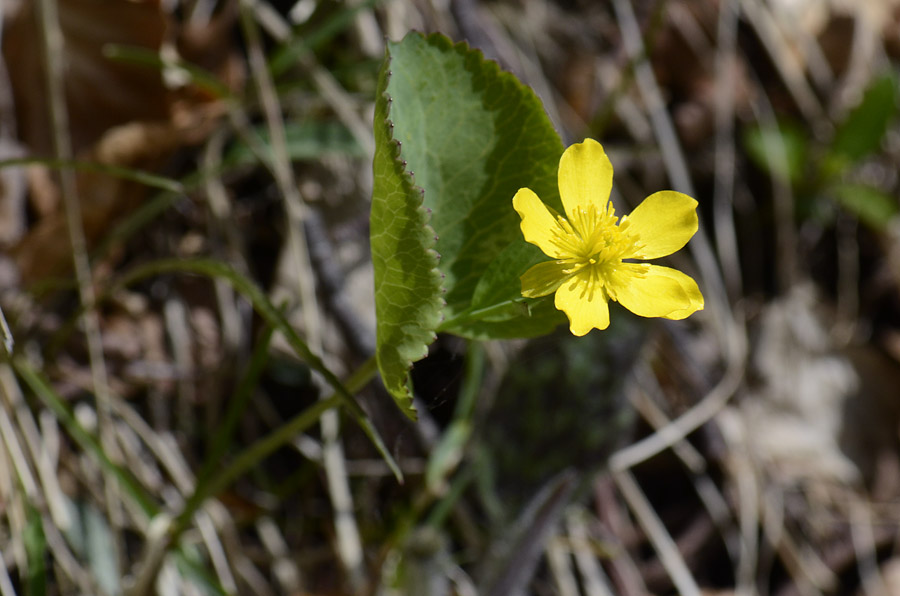 Ranunculus thora / Ranuncolo erba-tora